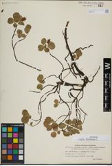 Foto von Salix herbacea L.